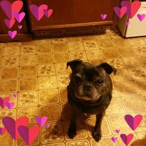 Meet your Posher, Dawn